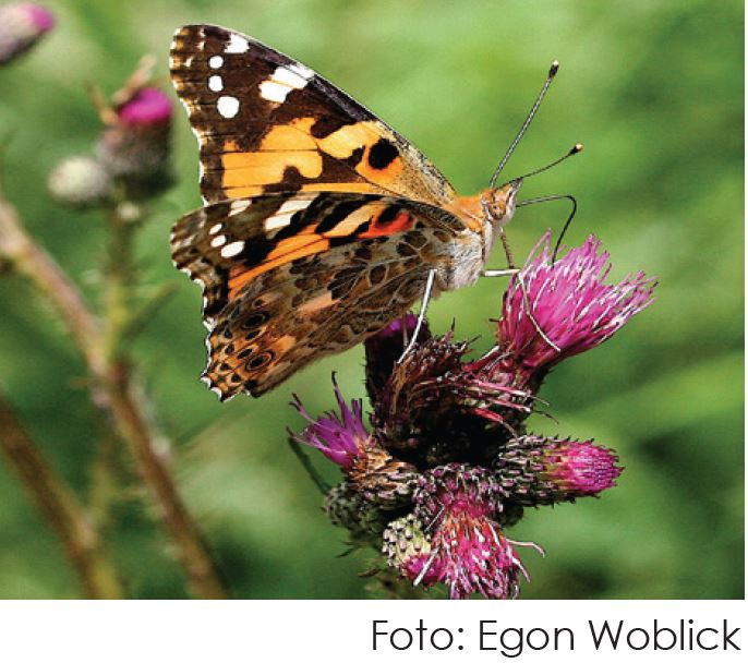 woblick_natur